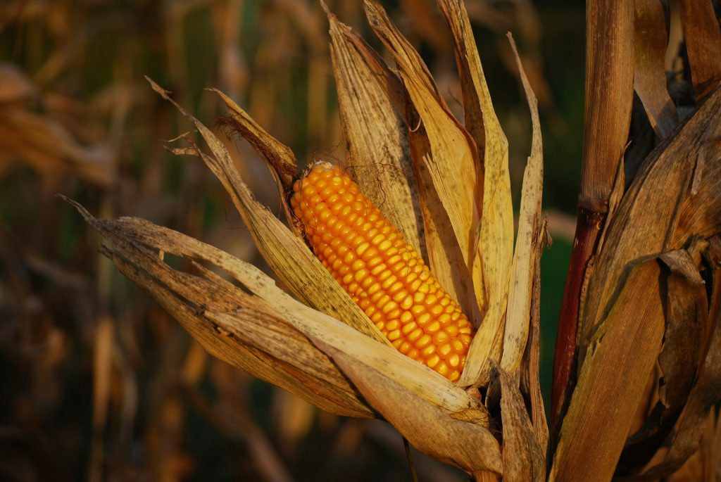 jagung gluten free