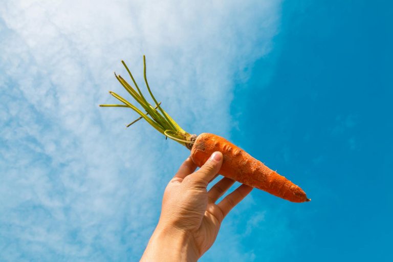 orange carrot