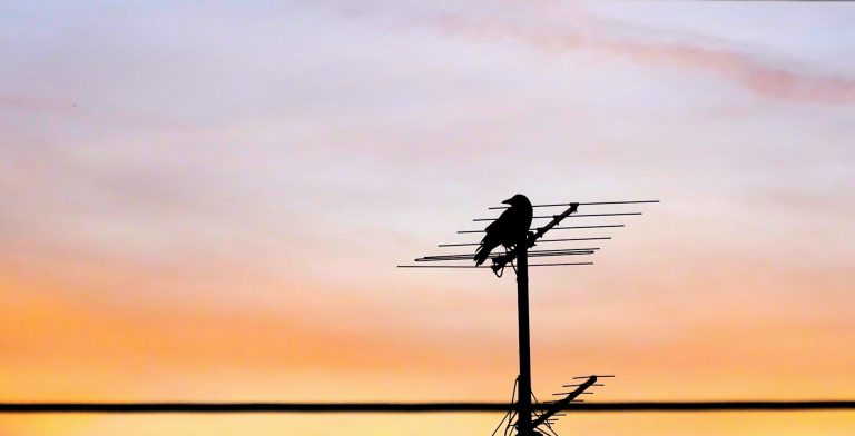 crow on antenna during sunset
