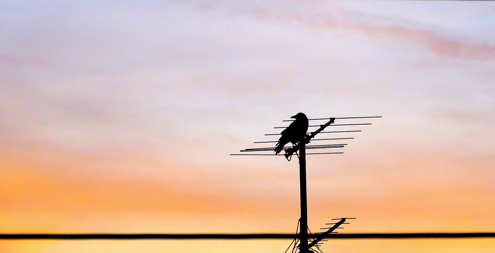 crow on antenna during sunset