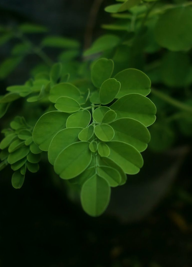 close up of green leaves